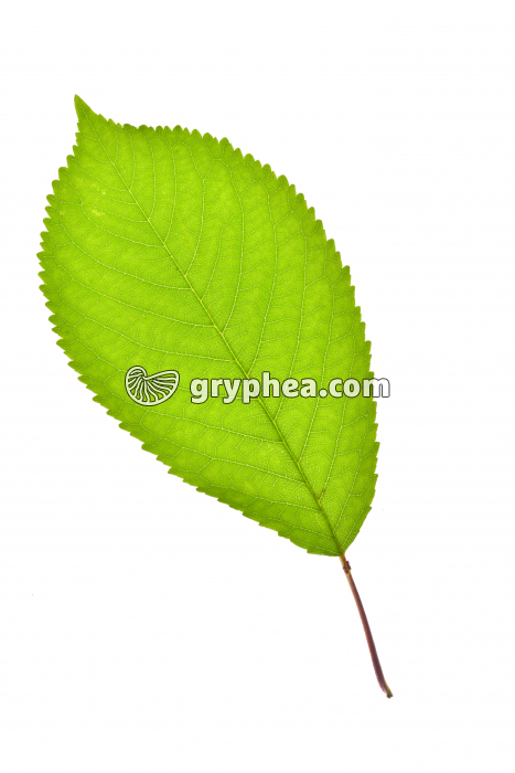 Merisier - feuille (Prunus avium)  - gryphea.com